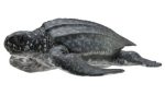 COLLECTA - LEATHERBACK SEA TURTLE (M) Fashion