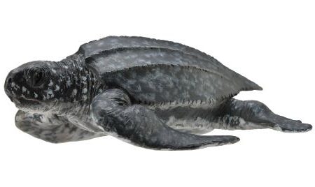 COLLECTA - LEATHERBACK SEA TURTLE (M) Fashion